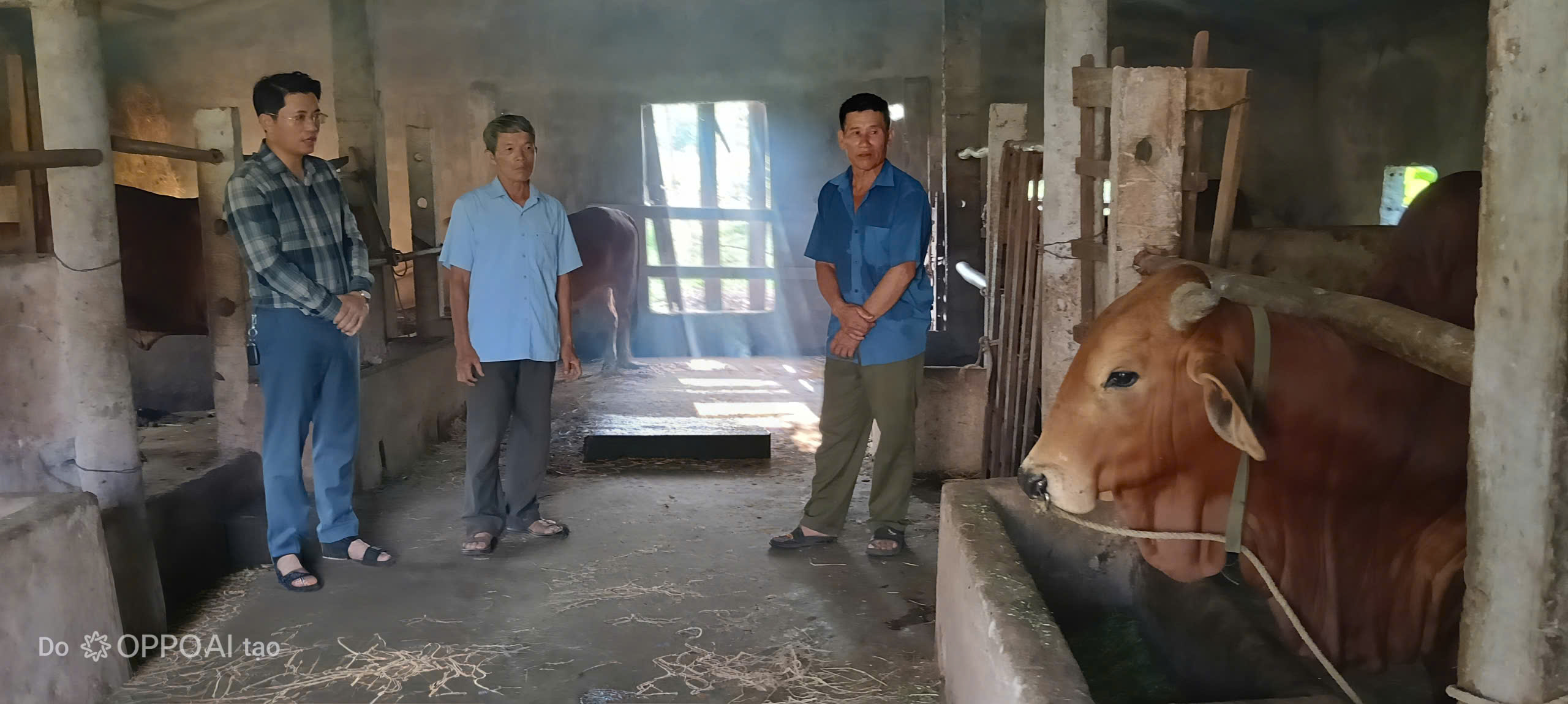 Đồng chí Nguyễn Văn Linh - Phó chủ tịch TT Uỷ ban Mặt trận xã (trái) thăm mô hình nuôi bò lai sin của ông Trần Văn Bang
